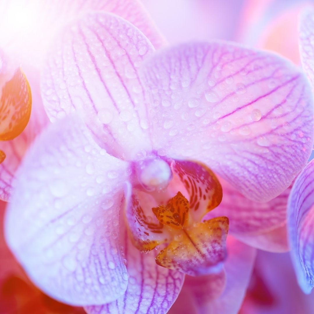 Labioplasti Klitorise Zarar Verir mi?